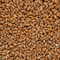 Крупа пшеничная цельная био Чёрный хлеб | интернет-магазин натуральных товаров 4fresh.ru - фото 3